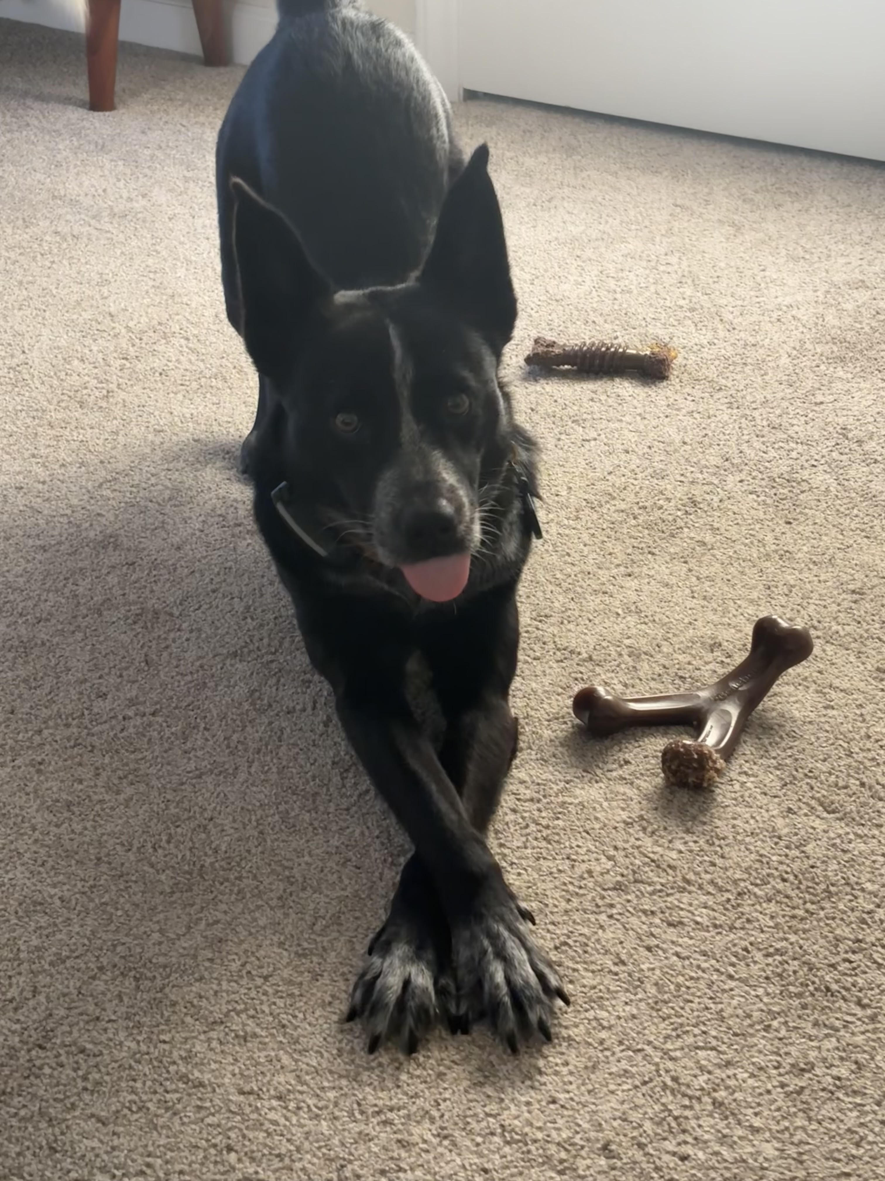 Olimar the Australian Cattle Dog mix